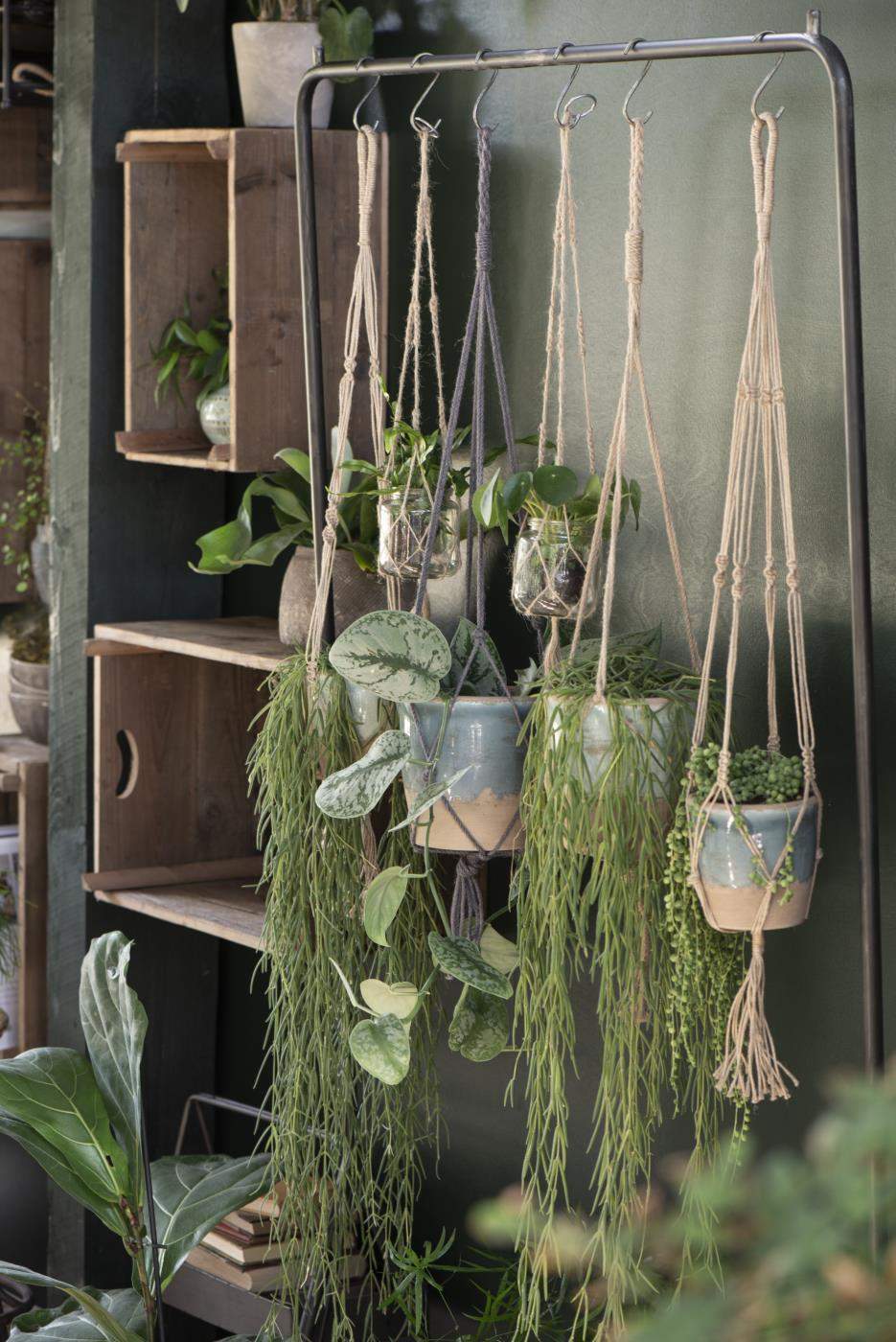 JUUTTINARUAMPPELI - Image 3